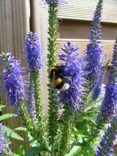 DSCF4858.jpg