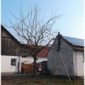 Baumpflege3.jpg